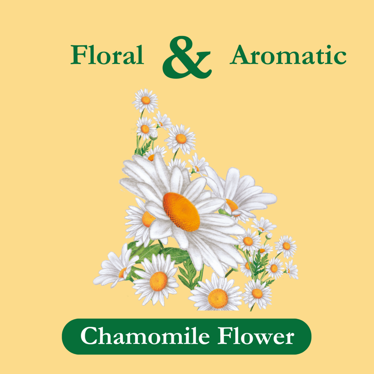 organic-chamomile-tea-ingredient