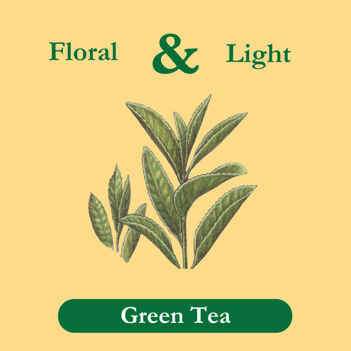 organic-green-tea-ingredient