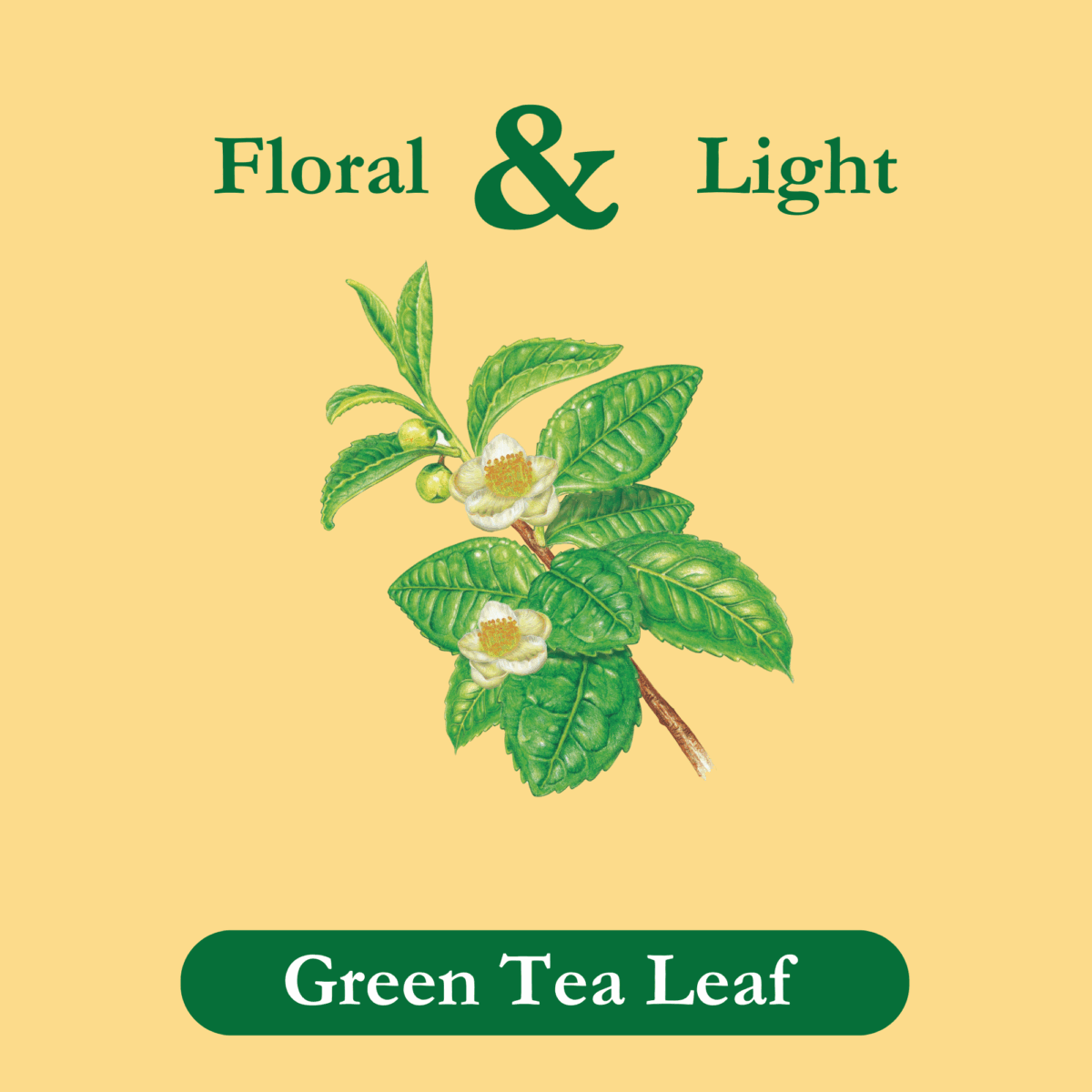 green-tea-ingredient