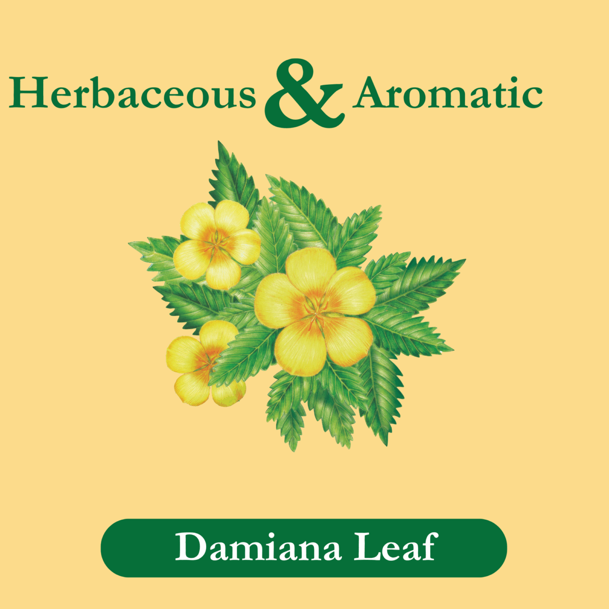 Damiana-tea-ingredient