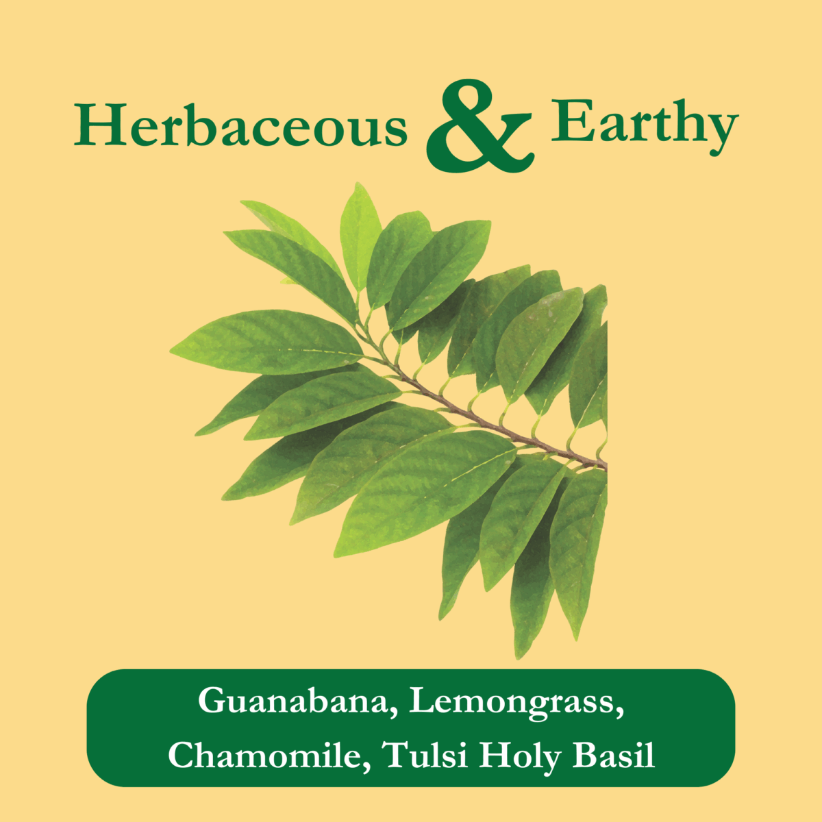 guanabana-tea-ingredients