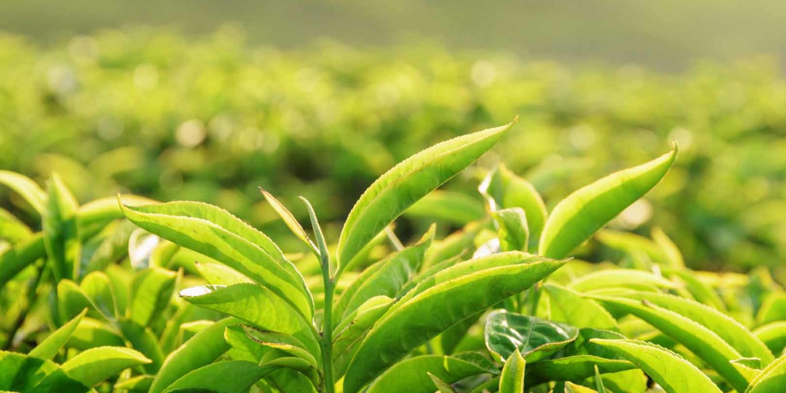 herbal-Green-Tea-Leaves Green-Tea-Leaves