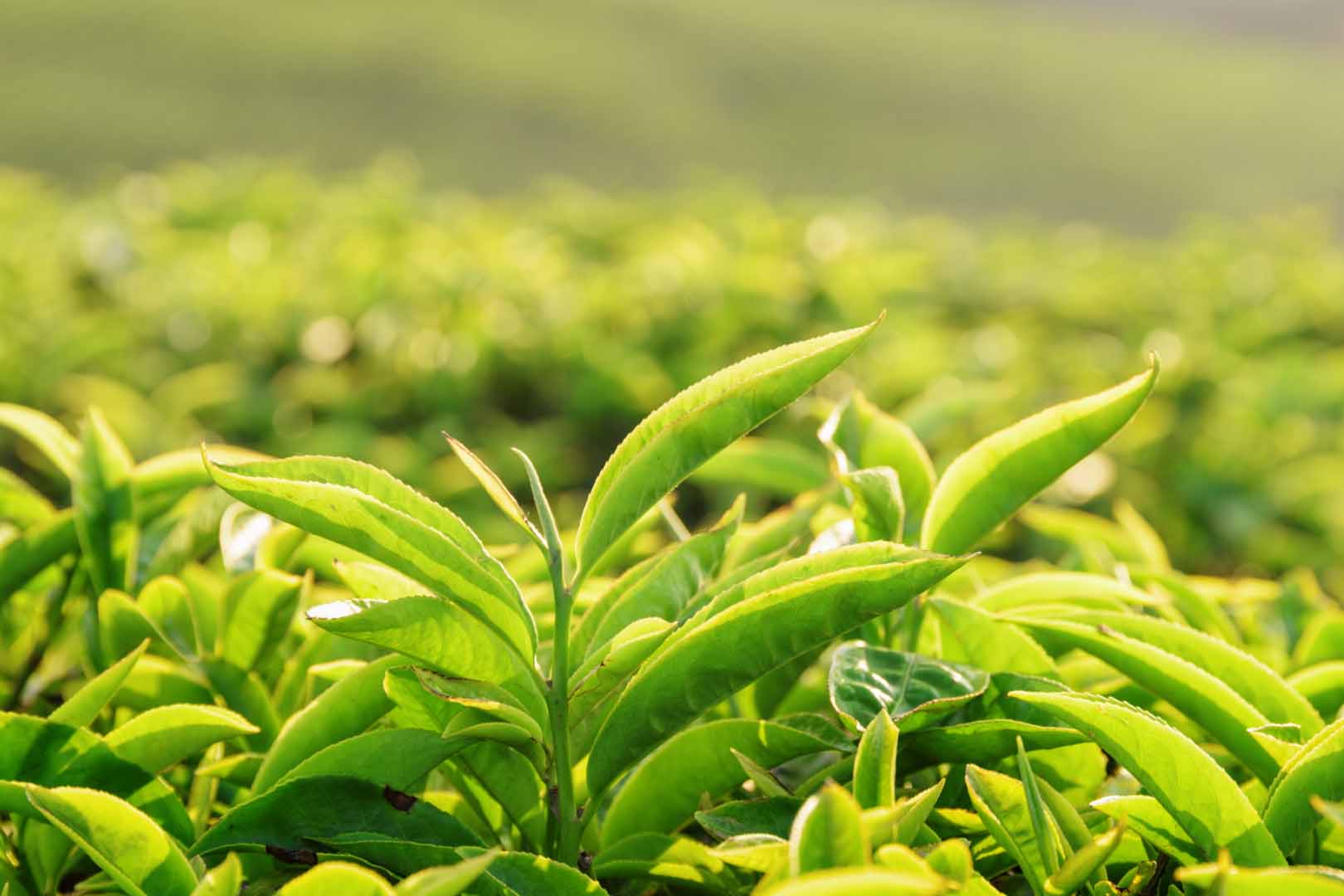 Green-Tea-Leaves