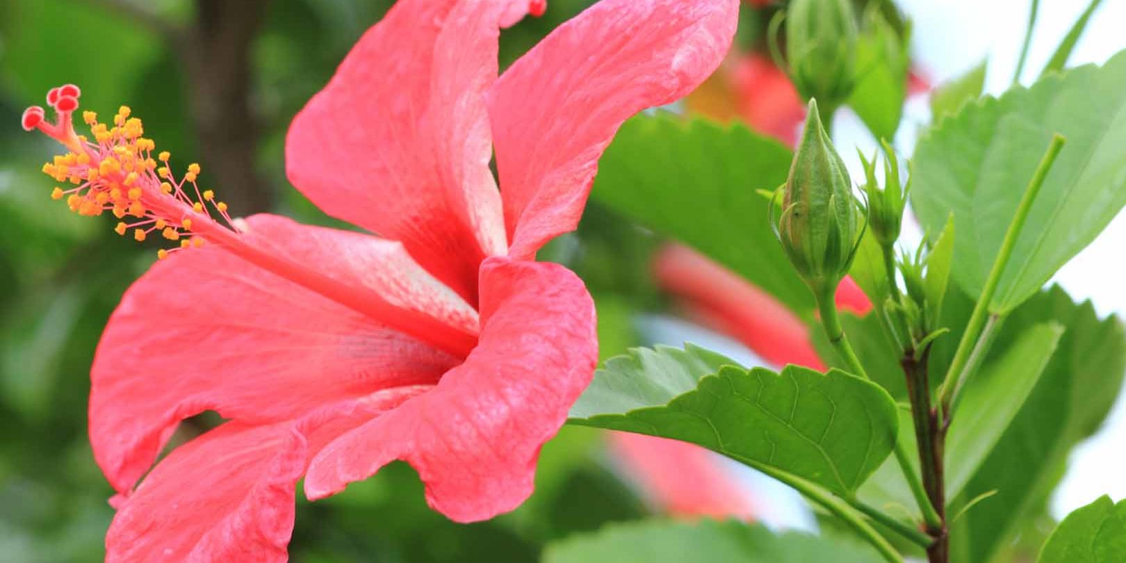 herbal-Hibiscus Hibiscus