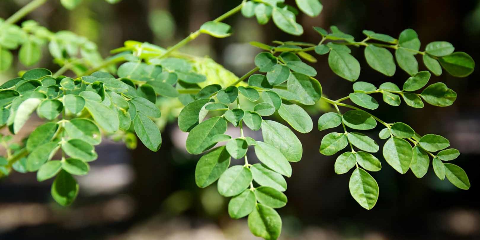 herbal-Moringa Moringa