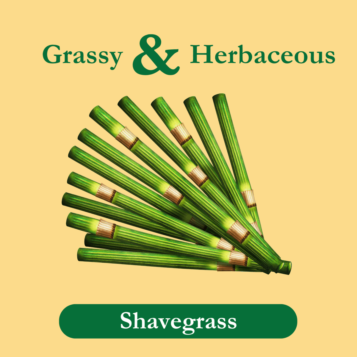shavegrass-tea-ingredient