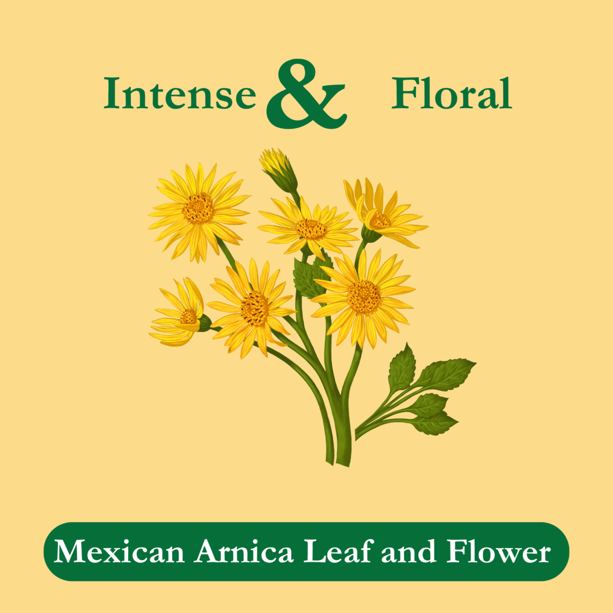mexican-arnica-tea-ingredients