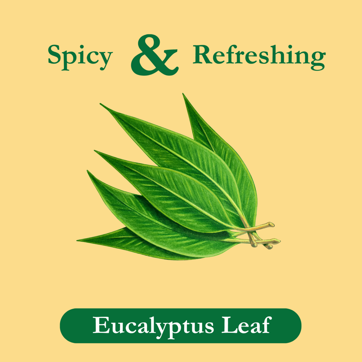 eucalyptus-tea-leaf-ingredient