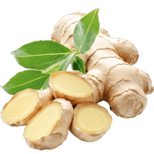 Ginger