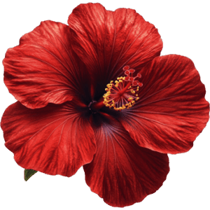 Hibiscus