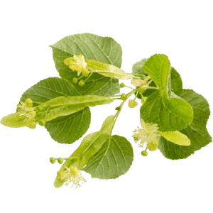 Linden