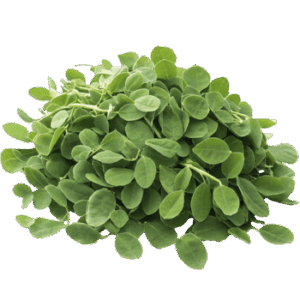 Moringa