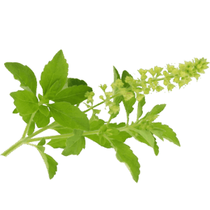 Tulsi Holy Basil