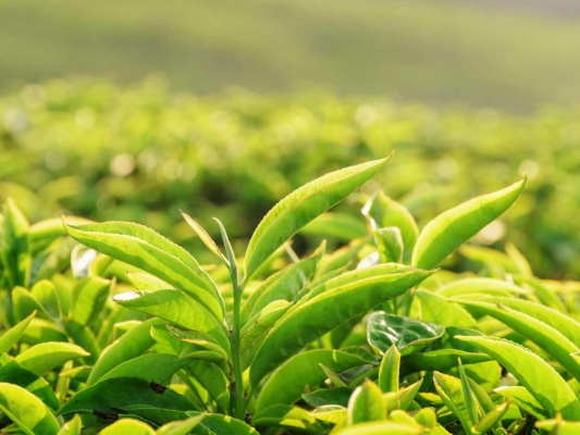 Green Tea (Té Verde)